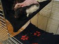 Szczury są zwierzętami stadnymi: Dżuma, Pepper, Flora