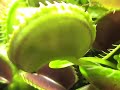 Another Earwig quickly trapped by Venus Flytrap Another Earwig quickly trapped by Venus Flytrap