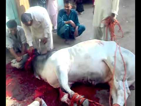 bakra eid qurbani 2011 - vdo has been uploaded by Hussain Jadoon in charnal raod kemari karachi 2011.