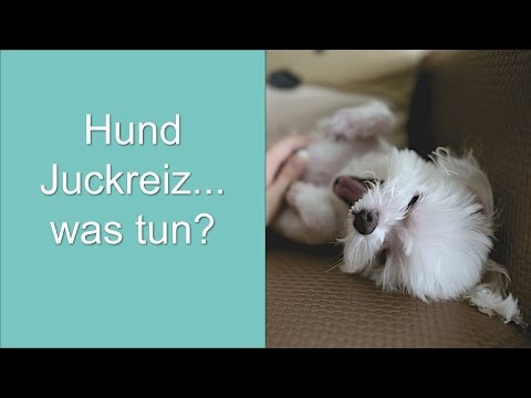 Hund Juckreiz... was tun?