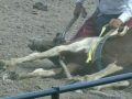 cheyenne-rodeos-cruel-wild-horse-race-exposed.html