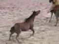 Cheyenne Rodeo's Cruel "Wild" Horse Race Exposed