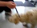 Dog Groomer: Mouse Trap Glue