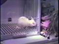 videos de Unusual Rat Behavior