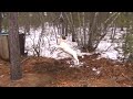 shamus on the spring pole