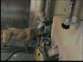 Malinois -szkolenie zapachy