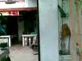 videos de san isidro#8