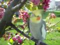 BEST COCKATIEL IN THE WILD VIDEO