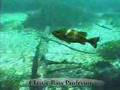 Largemouth Bass and the Lateral Line