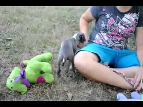 Kayla Italian Greyhound shipping included