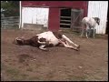 Having Fun Yet? (my horse rolling)