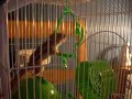 la-ardilla-asesina-en-nogales.html
