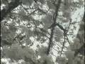 Walking Maggie-Peeing Yakuza & Cherry Blossoms!