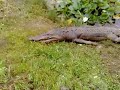Krokodil in Oude Pekela