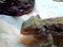 Dragon barbudo vs. pinky
