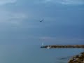 Georgia Mountains Cabin Rentals Owner videos Pelicans Eating