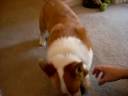 Sally the Corgi Playing Ball Sally the Corgi Playing Ball