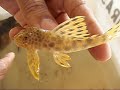 L´s fish L´s fish