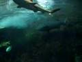 海底世界underwater world @ sentosa in singapore