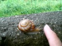 Snail Mama and Snail Baby