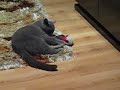 Chartreux Jimmy com ratinho