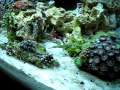 75gal Macro.