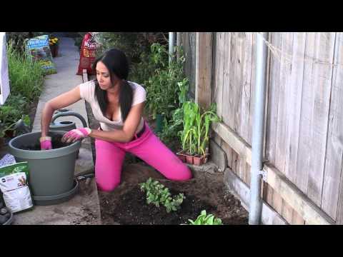 how to fertilize privet