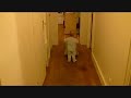 Théodore marche et va rapporter ses jouets dans sa chambre