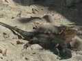 See video