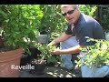 Growing Blueberries In Your Backyard Growing Blueberries In Your Backyard