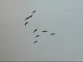 ganzen jagen (goose hunting)