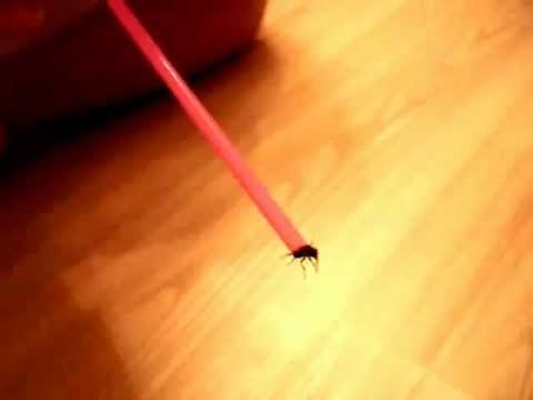 0 How to catch a fly with a straw (Video)