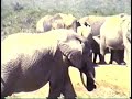 Waltz of the Elephants Waltz of the Elephants