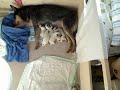 04.11.08 http://www.australiandog.at
