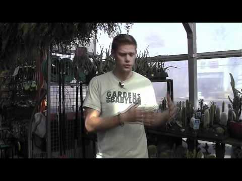 how to care and maintain a vegetable garden