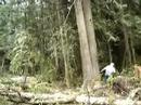 Felling three trees at once Felling three trees at once