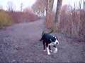 Basset Hound video