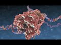 YouTube - Swine flu AH1N1 virus action on humans video animation Zirus XVIVO NPR (via http://www.kevinmd.com/blog/2009/11/viral-infection-beautiful.html)