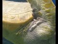 Galapogos: Sea Turtles and Children