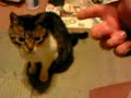 KITTY Killed by Pretend Gun