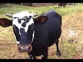 Agrarian Utopia Part 1