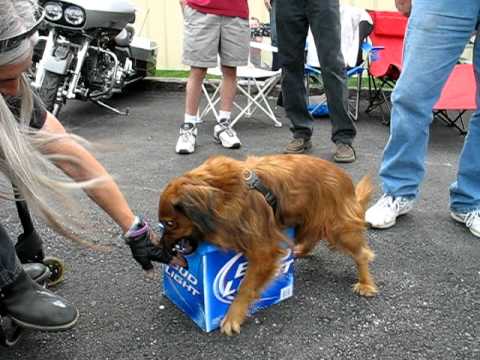 Beer Guard Dog