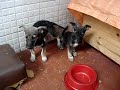 Adote cachorrinhos abandonados no Campo de Santana Adote cachorrinhos abandonados no Campo de Santana