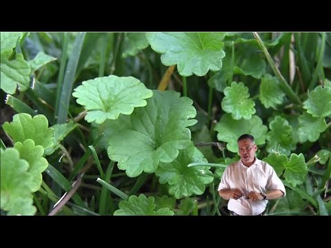 how to eliminate ivy in the ground