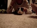 Guniea Pig Guniea Pig