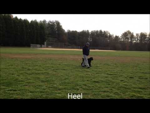 how to train giant schnauzer
