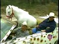 Germano Mosconi Cavallo Bianco
