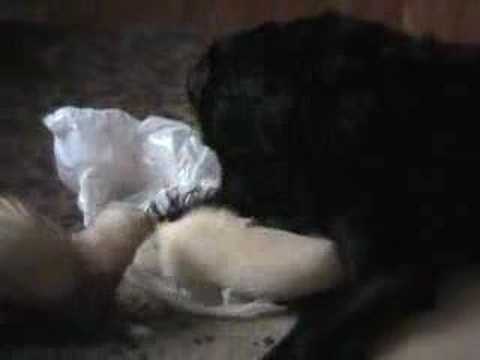 Dog Meets Ferrets