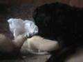 Dog Meets Ferrets