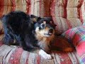Funny dog